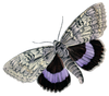 Vintage Butterfly Real Purpl Grey Image